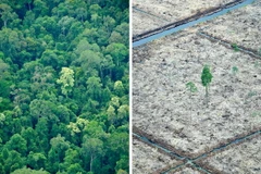 Liên hợp quốc kêu gọi các quốc gia bảo vệ và phát triển rừng