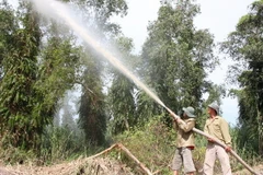 Cà Mau tạm đóng cửa rừng tràm U Minh Hạ đề phòng cháy rừng