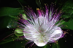 Cây bàng vuông Trường Sa lần đầu tiên được trồng tại Singapore