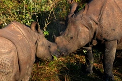 (Nguồn: AFP/TTXVN)