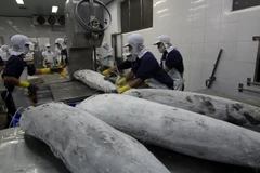 Chế biến thủy sản xuất khẩu tại Công ty Cổ phần thủy sản Bình Định. (Ảnh:Vũ Sinh/TTXVN)