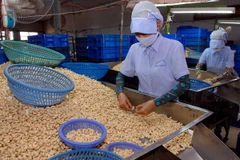 Chế biến hạt điều xuất khẩu. (Nguồn: TTXVN)