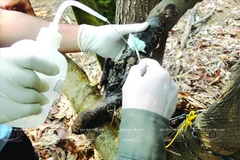 Đắk Lắk: Chi hàng chục tỷ đồng bảo tồn nhưng đàn voi vẫn chết dần