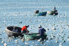 Tháo dỡ hơn 1.500 bẫy tôm hùm con trái phép trên biển Phan Thiết 
