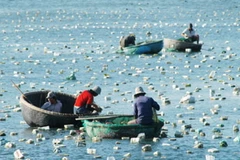 Tháo dỡ hơn 1.500 bẫy tôm hùm con trái phép trên biển Phan Thiết 