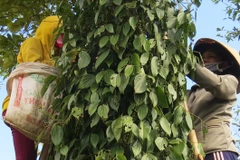 Thu hoạch hồ tiêu. (Ảnh: Thế Lập/TTXVN)