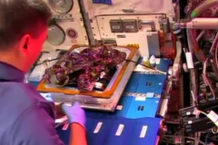 Phi hành gia đang chế biến món salad rau diếp đỏ được trồng trong môi trường không trọng lực. (Nguồn: Reuters)