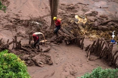 Lực lượng cứu hộ tìm kiếm người mất tích sau vụ vỡ đập tại làng Bento Rodrigues, Mariana, bang Minas Gerais, Brazil ngày 6/11. (Nguồn: AFP/TTXVN)