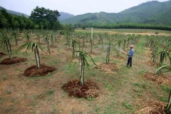 Phát triển vùng sản xuất cây ăn quả tập trung trong mô hình xây dựng nông thôn mới ở huyện Hương Khê. (Ảnh: Vũ Sinh/TTXVN)