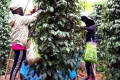 Thu hoạch hồ tiêu. (Ảnh: Thế Lập/TTXVN)