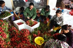 Thu mua, phân loại vải thiều tại Lục Ngạn, Bắc Giang. (Ảnh: Quý Trung/TTXVN)