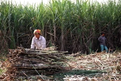 Đồng Nai: Hàng chục nghìn tấn mía bị “kẹt” vì kênh rạch cạn nước