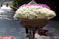 Cúc họa mi tạo nên một sức quyến rũ khác cho Hà Nội. (Ảnh: Công Đạt/Báo Ảnh Việt Nam)