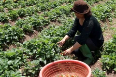 Thu hoạch dâu tây Đà Lạt. (Ảnh: Vũ Sinh/TTXVN)