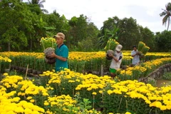 Hơn 900ha hoa Đà Lạt đã sẵn sàng phục vụ Tết Ất Mùi 2015
