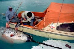 Đánh bắt cá ở Bắc Cực sẽ bị cấm để bảo vệ hệ sinh thái. (Nguồn: National Geographic)