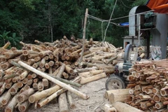 Gỗ keo nguyên liệu. (Ảnh minh họa: Đức Hiếu/TTXVN)