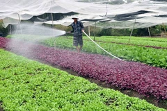 Những vườn rau sạch giúp nông dân thoát nghèo. (Ảnh: Mạnh Linh/TTXVN)