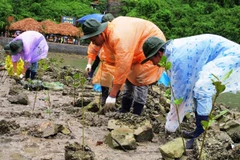Trồng rừng ngập mặn tại Quảng Ninh để bảo vệ môi trường. ( Ảnh: Xuân Tùng/TTXVN)