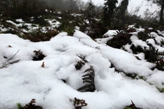 Mưa tuyết không ảnh hưởng nhiều đến hoa màu và gia súc ở Lào Cai