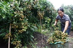 Nhãn lồng Hưng Yên chuẩn bị xuất khẩu sang thị trường Mỹ 