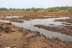 Hai vùng trũng Đồng Tháp Mười và Tứ giác Long nay đã bị cạn kiệt nước. (Ảnh: Hùng Võ/Vietnam+)