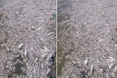 Cá chết hàng loạt tại Hồ Tây. (CTV/Vietnam+)