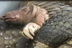 Tê tê chết đang được bảo quản đông lạnh ở Trung tâm cứu hộ động vật hoang dã Hà Nội. (Ảnh: Hùng Võ/Vietnam+)