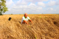 Ông Chương Buôl, 83 tuổi ở xã Hưng Hội, huyện Vĩnh Lợi, tỉnh Bạc Liêu ngồi buồn rầu giữa đồng ruộng khô cháy. (Ảnh: Hùng Võ/Vietnam+)