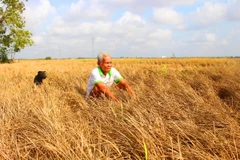 Ông Chương Buôl, 83 tuổi ở xã Hưng Hội, huyện Vĩnh Lợi, tỉnh Bạc Liêu ngồi buồn rầu giữa đồng ruộng khô cháy. (Ảnh: Hùng Võ/Vietnam+)
