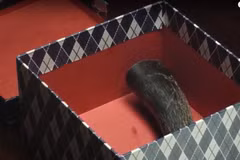 [Video] Phim ngắn kêu gọi cộng đồng “nói không với sừng tê giác”