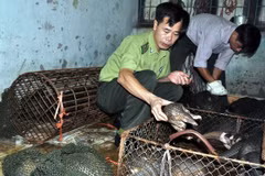 Ảnh minh họa. (Nguồn: ENV cung cấp) 