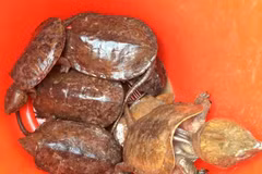 Các cá thể rùa bị tịch thu. (Nguồn ảnh: ENV)