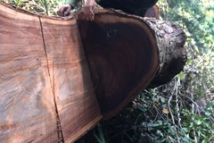 Cây gỗ nghiến cổ thụ bị lâm tặc xẻ đôi. (Ảnh: H.V/Vietnam+)