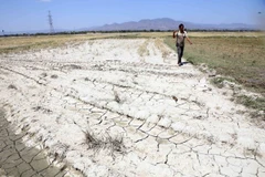 Ninh Thuận nỗ lực ứng phó với hạn hán. (Nguồn: TTXVN)