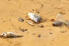 Ảnh minh họa. (Nguồn: TTXVN) 