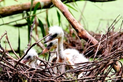 Tổ cò trắng ở Vườn Quốc gia U Minh Thượng. (Ảnh: WWF-Việt Nam cung cấp)