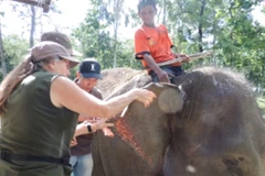 Bác sĩ thú y Tổ chức Động vật châu Á chữa trị cho voi. (Nguồn: Tổ chức ĐVCA cung cấp)