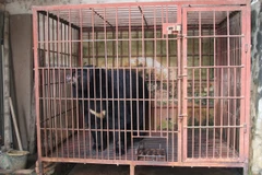 Cá thể gấu ngựa bị nuôi nhốt trái phép nặng khoảng 200kg. (Ảnh: ENV cung cấp)