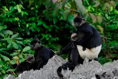 Voọc mông trắng, loài linh trưởng được đánh giá cao của Việt Nam. (Ảnh: Nguyễn Vân Trường)