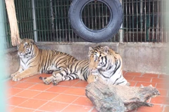 Hổ được chăm sóc trong một khu trung tâm cứu hộ. (Ảnh: Hùng Võ/Vietnam+)