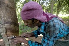 Nông dân cạo mủ cao su trng một đồn điền ở Kerala. (Nguồn: livemint.com)