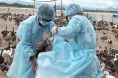 Ảnh chỉ có tính minh họa. (Ảnh: Phước Ngọc/TTXVN)