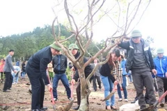 103 cây mai vàng trước mộ Đại tướng Võ Nguyên Giáp