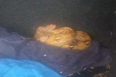 Người phụ nữ hoảng sợ vì phát hiện rắn nằm ở cốp xe mới mua