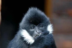 Đắk Nông: Điều tra đối tượng nuôi nhốt động vật quý hiếm 