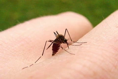 Trung Quốc: Bùng phát dịch sốt xuất huyết tại tỉnh Quảng Đông