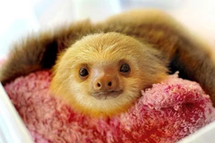 Ngỡ ngàng trước vẻ đáng yêu của những chú lười tinh nghịch