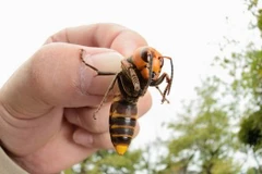 Vận động viên golf “phát điên” khi bị ong khổng lồ tấn công