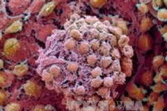 Ảnh minh họa. (Nguồn: TTXVN)